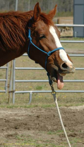 Happy Horse